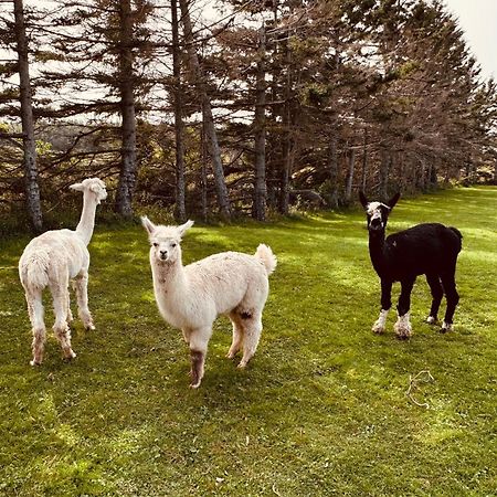 Island Life Cottages ブラックリー・ビーチ エクステリア 写真