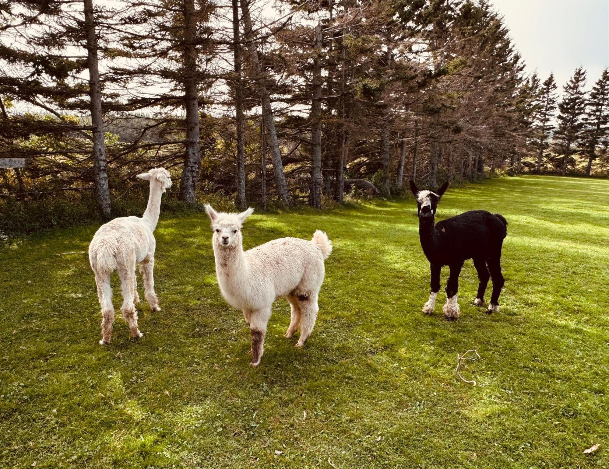 Island Life Cottages ブラックリー・ビーチ エクステリア 写真